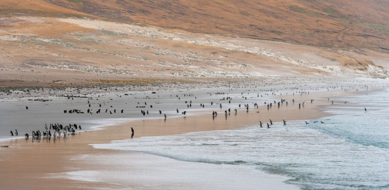 Ilhas Falkland